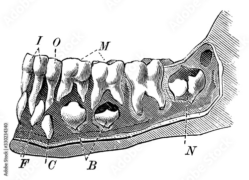 The teeth of a 6 and a half year old child/Emergence of Adult Teeth, vintage illustration.