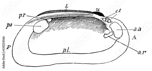 Freshwater Mussel, vintage illustration.