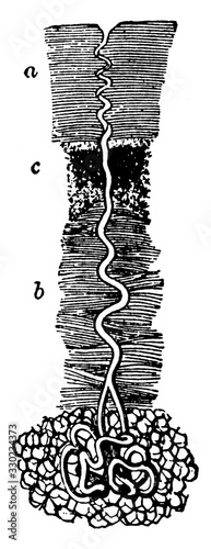 Sweat Gland, vintage illustration