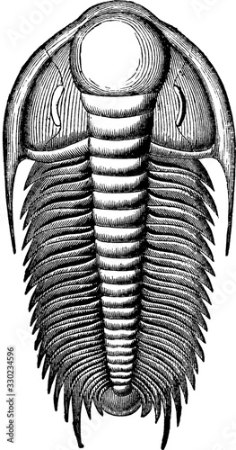 Trilobite, vintage illustration