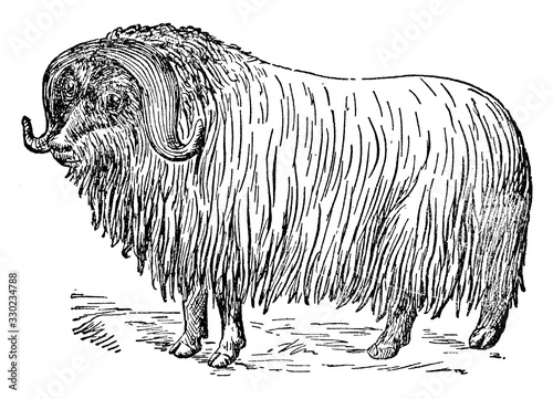 Muskox/Ovibos moschatus, vintage illustration.