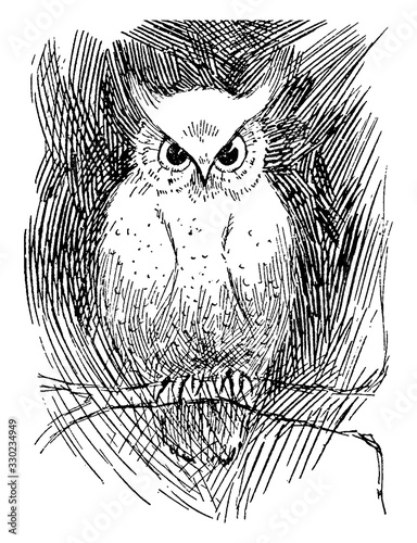 Owl Wish 4, vintage illustration