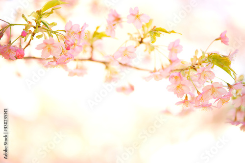 明るい桜の写真　日本の風景　cherry blossom