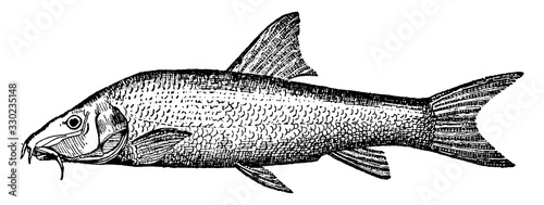 BarbelBarbus/Freshwater fish, vintage illustration.