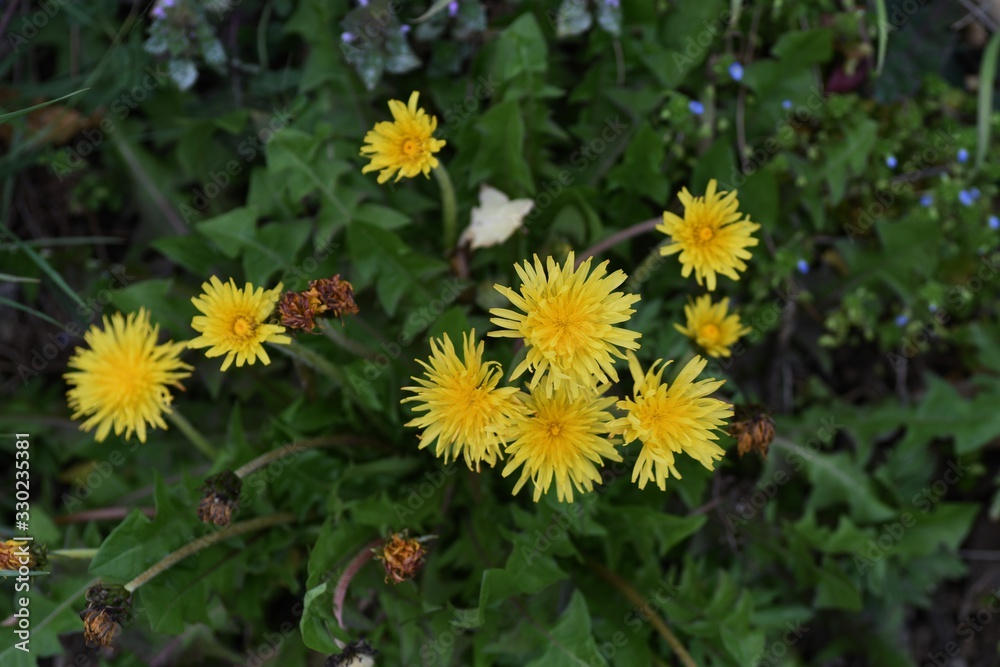 Dandelion is a perennial of the family Asteraceae that grows in the field, and the leaves are edible and the roots are medicinal. Dandelion is a perennial of the family Asteraceae that grows in the field, and the leaves are edible and the roots are medicinal.