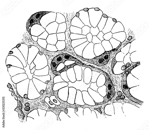 Section of a Mucous Gland, vintage illustration.