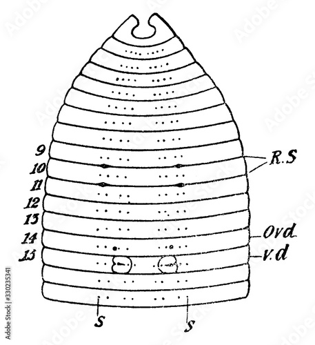 Anterior region of earthworm/Earthworm, vintage illustration.