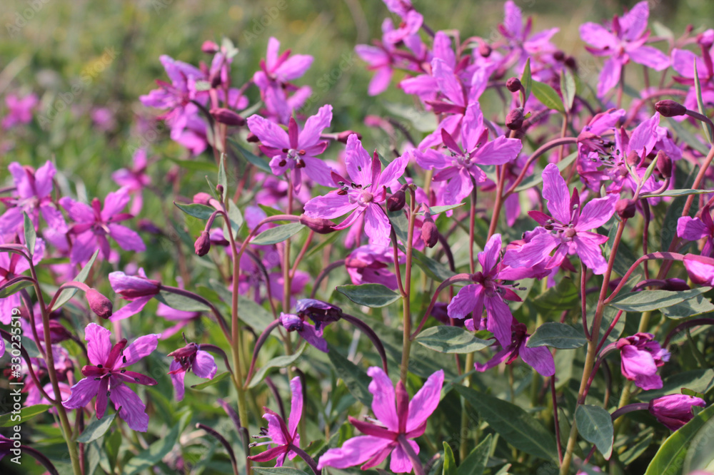 Background purple flowers of willow herb. Flowers Ivan tea closeup Background purple flowers of willow herb. Flowers Ivan tea closeup
