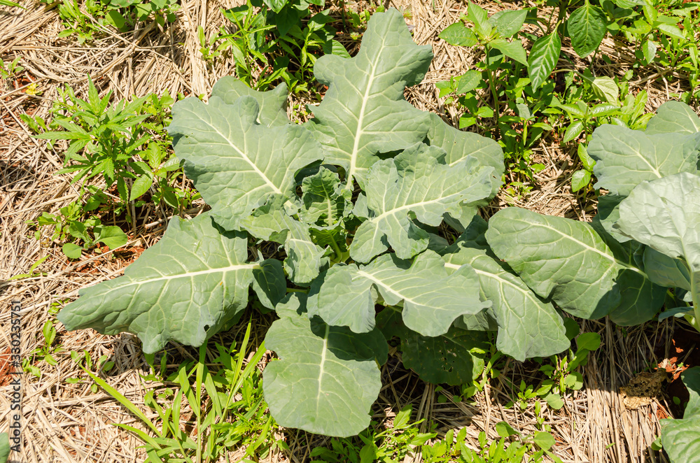 Naklejka premium Isolated Broccoli Plant