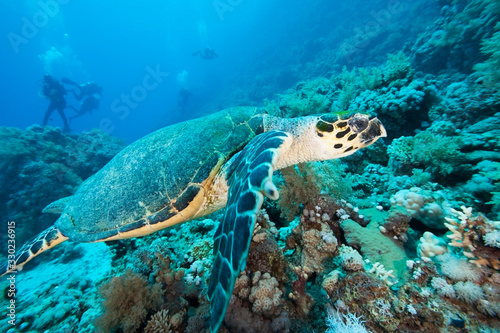 Red sea turtle. Snorkeling background. Amazing dive experience. Under water world. Deep sea wildlife. Animals living in the water.