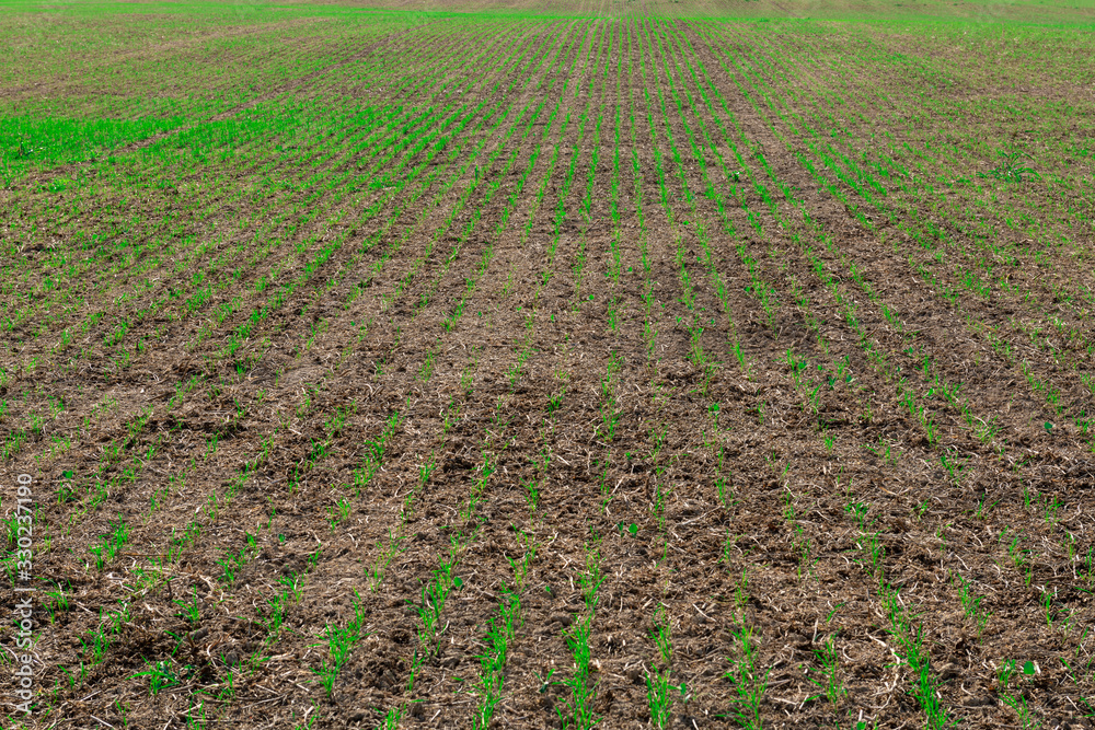 Rows of young green plants cultivation in a huge agricultural field Rows of young green plants cultivation in a huge agricultural field