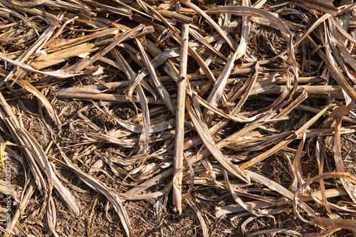 Фотография Millet or sorghum background texture close-up after the harvest with visible plant reuse and fertile soil