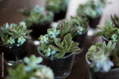 Beautiful succulent compositions in tiny glass pots. photo