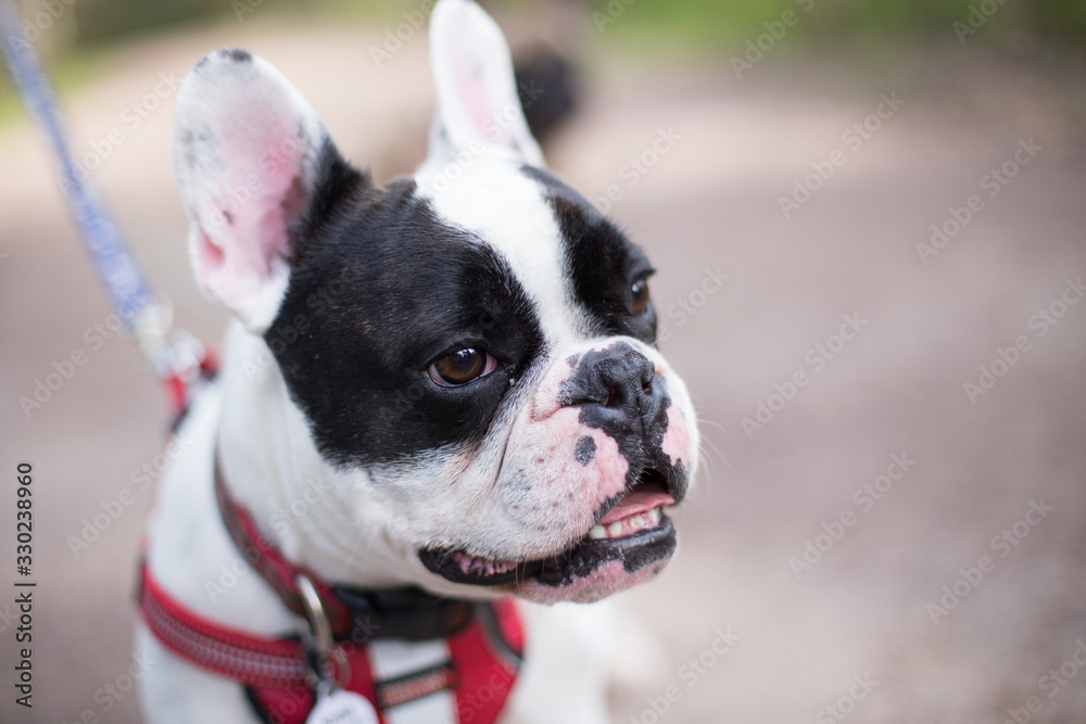 Adorable pug pups portraits in the forest. Adorable pug pups portraits in the forest.