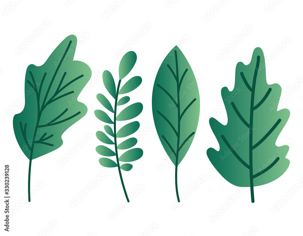 Fototapeta Isolated natural leaves vector design