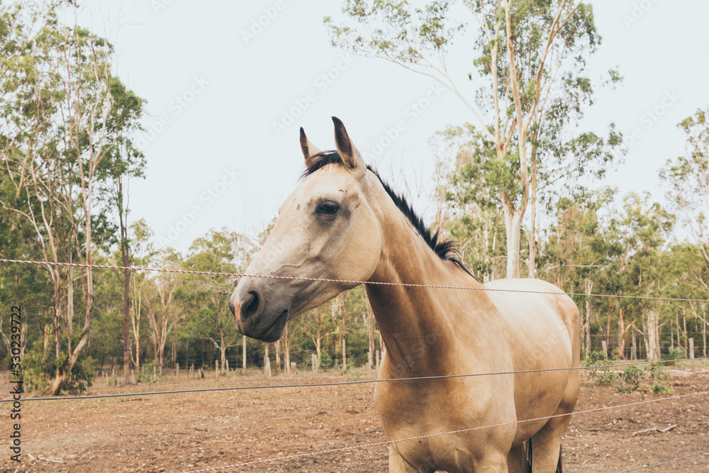 Fototapeta premium White horse with long mane portrait in ranch