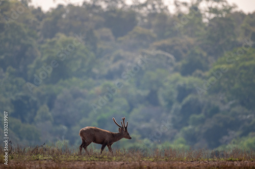 Hog deer walking on grassland at Wildlife Sanctuary of Thailand.