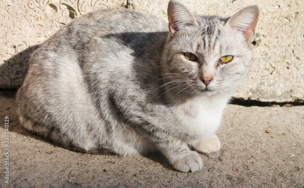 On the street sits an ash-colored cat. On the street sits an ash-colored cat.