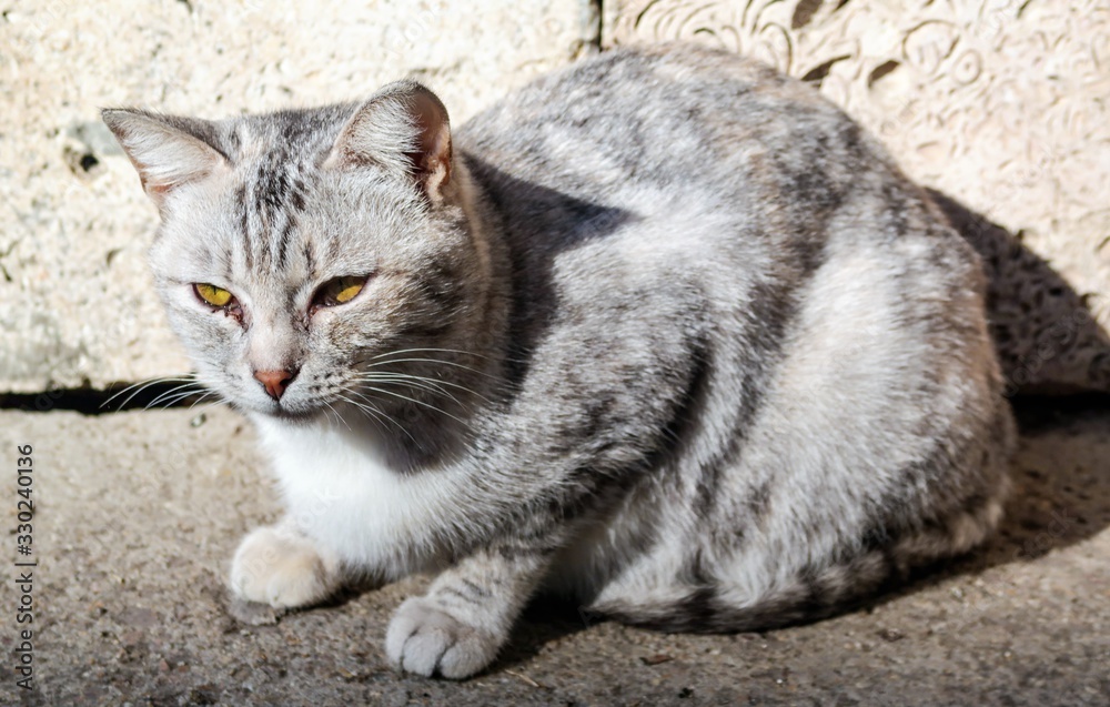 On the street sits an ash-colored cat.