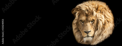 Template of Lion with a black background