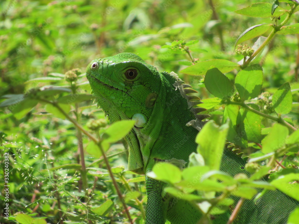 Rare Chamaeleon hiding in the Grass Rare Chamaeleon hiding in the Grass