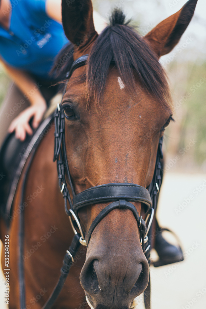 Beautiful brown chestnut horse portrait on field background.