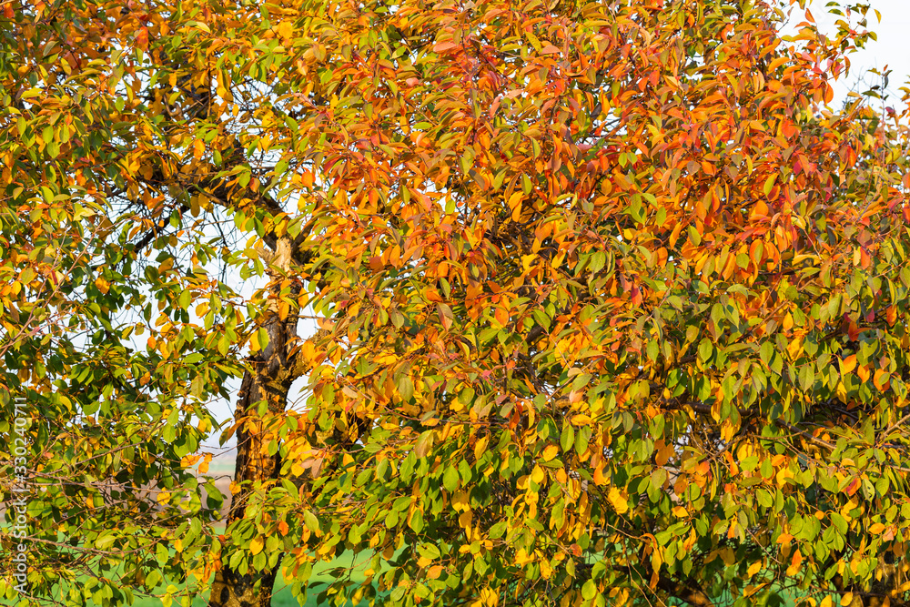 Cherry tree with reddening leaves. Autumn, fall landscape with a tree full of colorful, falling leaves, sunny blue sky. Perfect seasonal theme. Flora with red-scarlet foliage. Cherry tree with reddening leaves. Autumn, fall landscape with a tree full of colorful, falling leaves, sunny blue sky. Perfect seasonal theme. Flora with red-scarlet foliage.