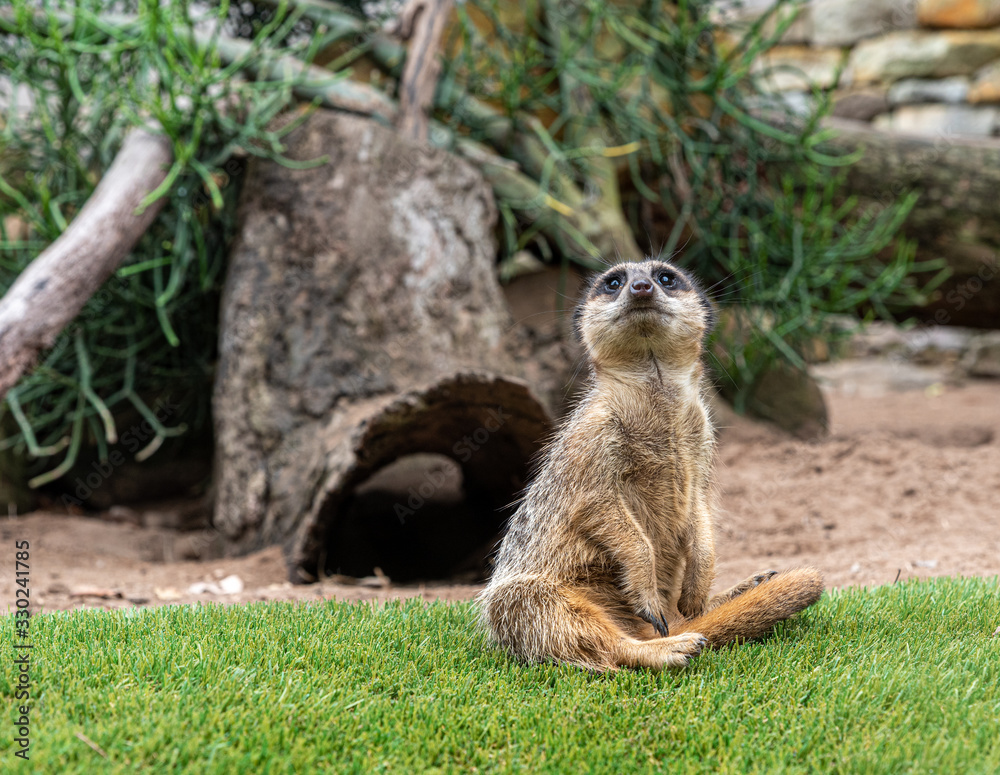 Fototapeta premium (Suricata suricatta) meerkat sitting on the grass looking at people
