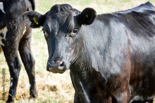 Dairy Cow on Farm New Zealand © vekidd