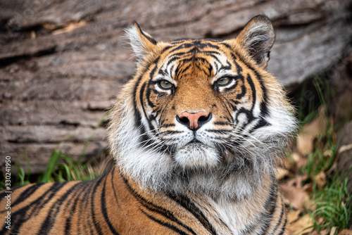 sumatran tiger looking at all the people in the zoo