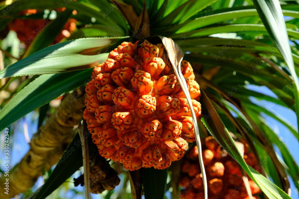 Okinawa Japan Colourful tropical fruit of Pandanus tectorius Stock Photo Adobe Stock