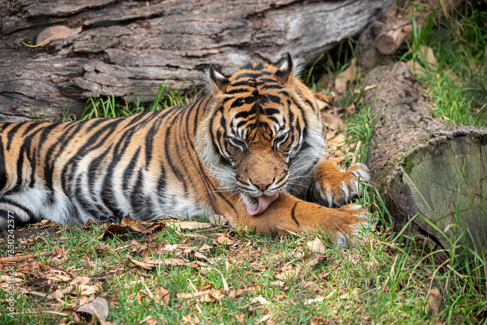 sumatran tiger cleaning its legs in a zoo sumatran tiger cleaning its legs in a zoo