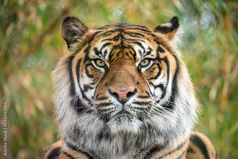 sumatran tiger close up of its beautiful face sumatran tiger close up of its beautiful face