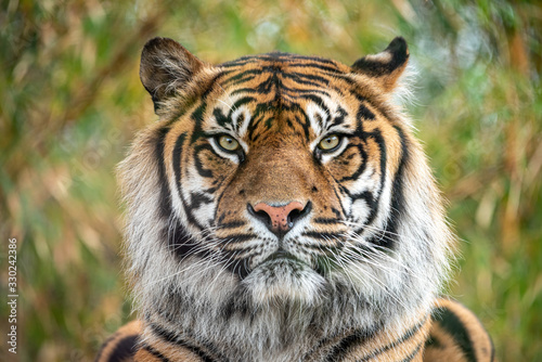 sumatran tiger close up of its beautiful face photo
