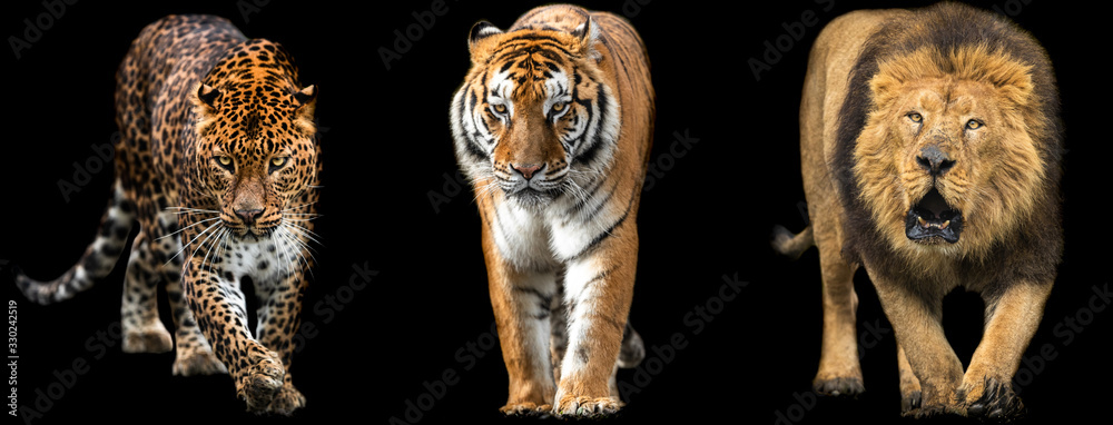 Template of Lion, Tiger and Panther with a black background