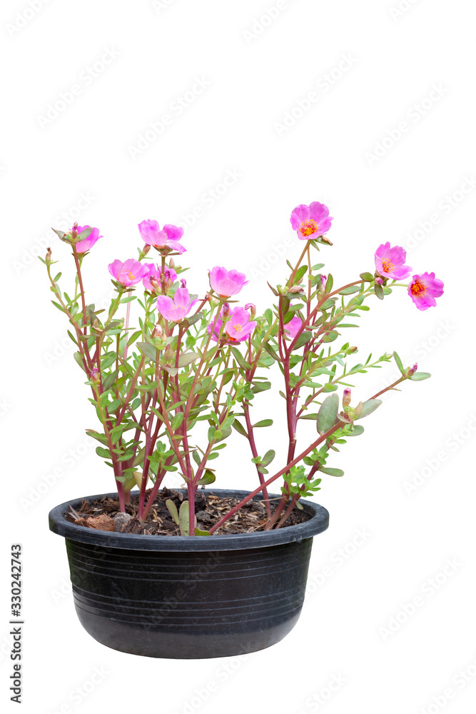 Pink Portulaca flowers bloom in pot isolated on white background included clipping path. Pink Portulaca flowers bloom in pot isolated on white background included clipping path.