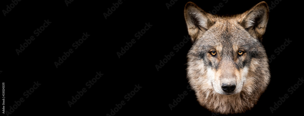 Fototapeta Template of Grey wolf with a black background