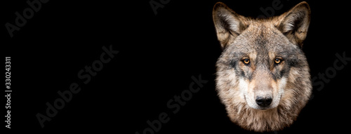 Fototapeta Template of Grey wolf with a black background