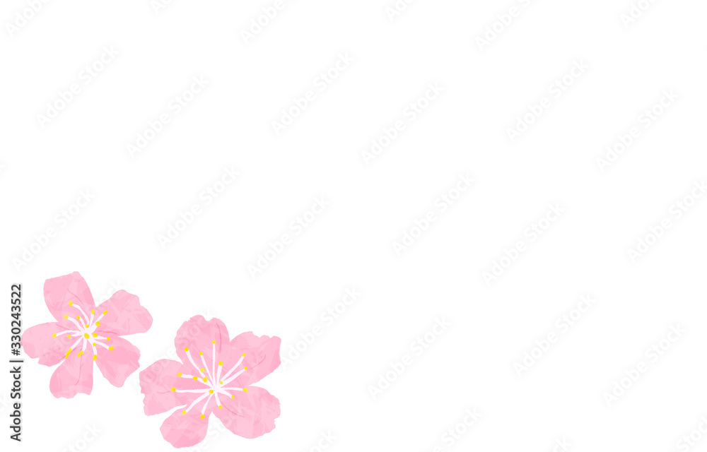 Obraz premium 水彩風の桜の花、白背景