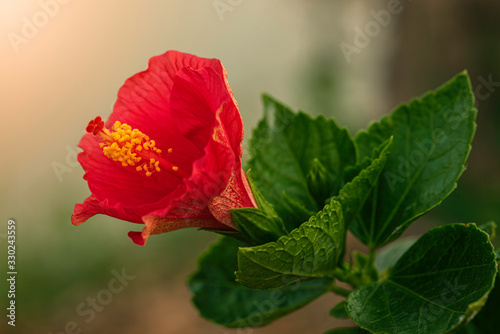 Close up of Red hibiscus flowers In the garden in the morning