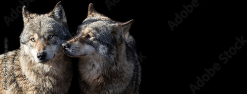 Template of Grey wolf with a black background