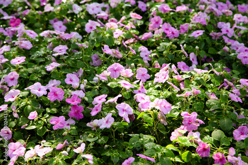 Beautiful Impatiens flowers for background