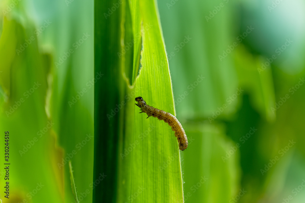 What causes the maize leaves being damaged,Corn leaf damaged by fall armyworm Spodoptera frugiperda.Corn leaves attacked by worms in maize field. What causes the maize leaves being damaged,Corn leaf damaged by fall armyworm Spodoptera frugiperda.Corn leaves attacked by worms in maize field.
