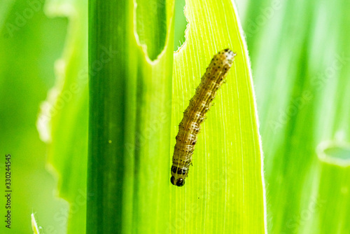 What causes the maize leaves being damaged,Corn leaf damaged by fall armyworm Spodoptera frugiperda.Corn leaves attacked by worms in maize field. photo