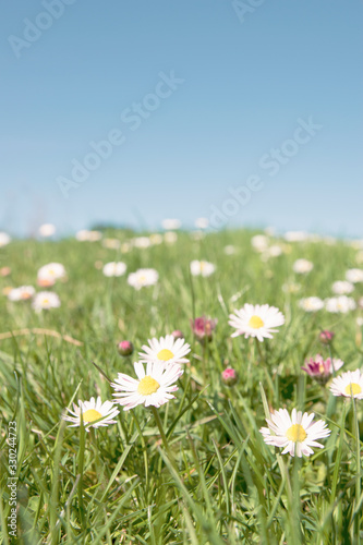 field of daisies © Marina