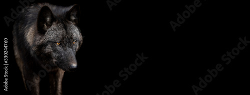 Fototapeta Template of black wolf with a black background