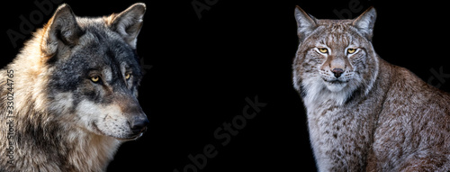Fototapeta Template of Lynx and wolf with a black background