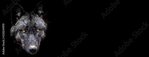 Fototapeta Szablon czarnego wilka z czarnym tłem