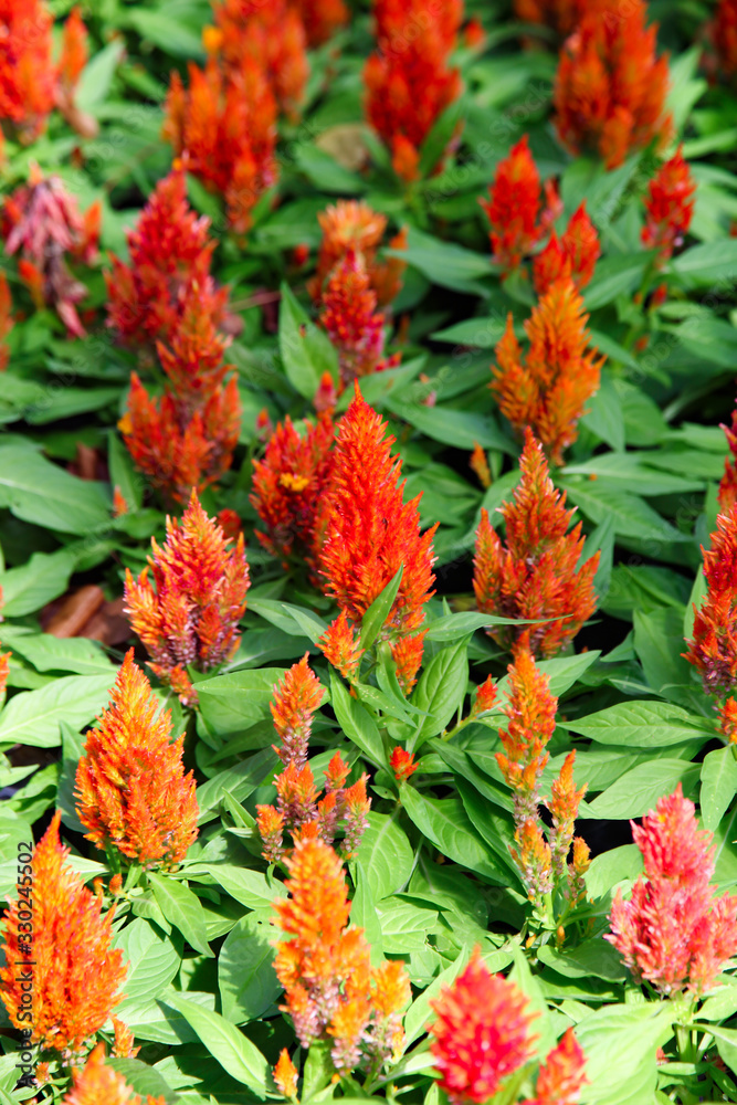 Red Dwarf Plumed Cockscomb Celosia flower Red Dwarf Plumed Cockscomb Celosia flower
