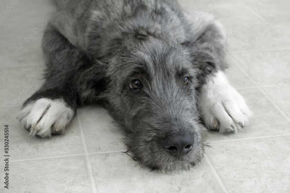 Irish wolfhound breed puppy dog lays on ceramic tiles floor wet snout pet portrait